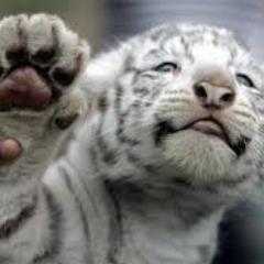 bengalsvibe's profile picture. Follow if you love tigers
