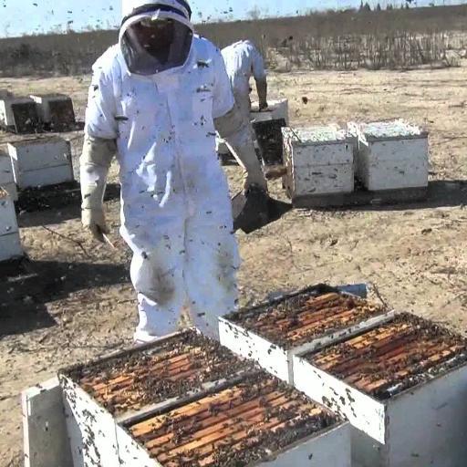 Non migratory #beekeeper from southern #NewJersey that maintains three apiaries with a total of 125 hives during the summer!  I produce #local Wildflower Honey