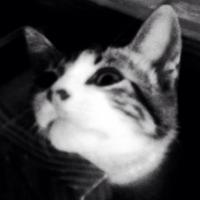 Jon Snow (@jonsnow_miaow) 's Twitter Profile
