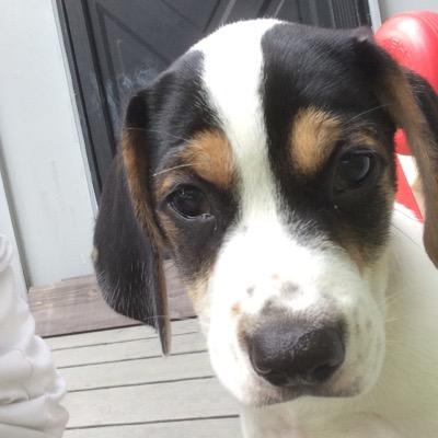 BugsbyBeagle's profile picture. Woof!! Hi friend! Bugsby here! Follow me around and stuff!