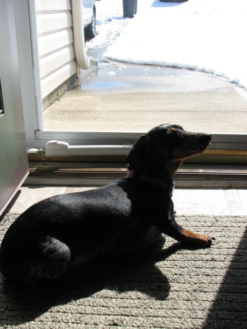 Barkeologist's profile picture. I'm a dapple doxie and I'm the queen of the house! I love to follow my mom, burrow under blankets, lick and bark! My mamma is @butterflybeezie