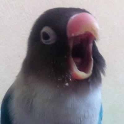ぬうたろうさんのプロフィール画像