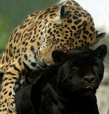 BodoWilke's profile picture. 