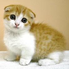龍谷大学生が中心の猫カフェサークルです‼︎活動内容は不定期で猫カフェに行くことです^ ^他大学生も歓迎します‼︎常に部員募集中(^_^)因みにLINEグループあります^ ^入りたい方は気軽にDMでもリプでもなんでも気軽に送って下さい^ ^メールも作りました^ ^ryukokunekocafe@gmail.com