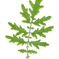 Chris Muir (@thegoodphyte) 's Twitter Profile Photo