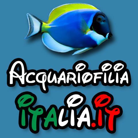 Aquarium fish tank - ACQUARIOFILIA  Web marketing manager - Web advertising development for aquarium companies. https://t.co/HAHeC9pGlx