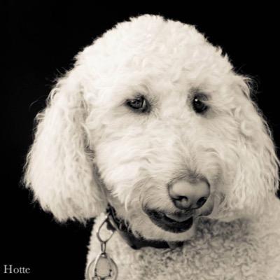 HotteDogs's profile picture. Personalized pet photography services