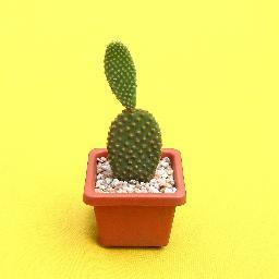 CactusDelMundo Profile Picture