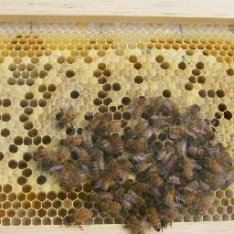 cosmicbeegirl's profile picture. 