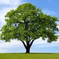 Save Sheffield Trees (@saveshefftrees) 's Twitter Profile