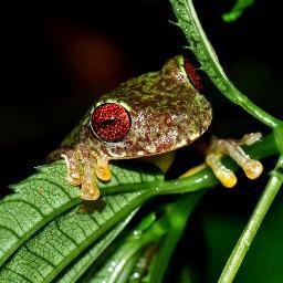 The Honduras Amphibian Rescue & #Conservation Center (#HARCC) is working to protect #frogs from #extinction Email: info@FrogRescue.com Director=@MyFrogCroaked