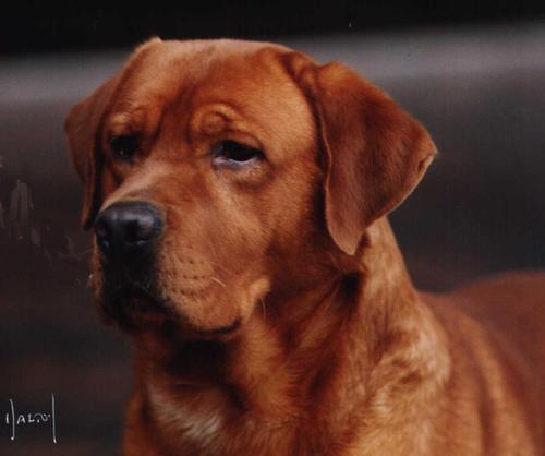 Breeders of top quality Labrador Retrievers with an emphasis on fox red.