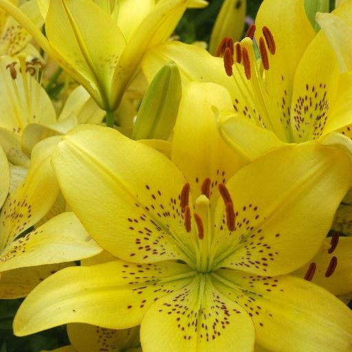 Botanist, Environmental Horticulturist, Nature Photographer, Author of 5 books for prairie plant enthusiasts - positively passionate about plants