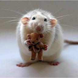 SpaseMice's profile picture. No need