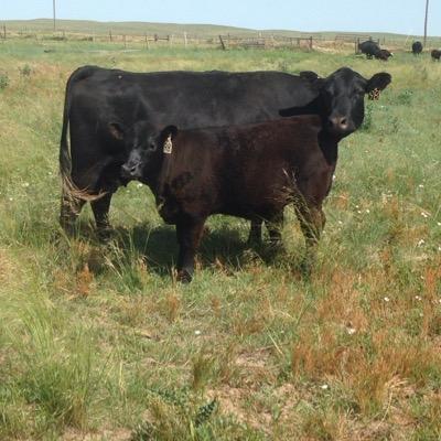 Raising high quality angus cattle since 1950