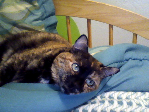 i'm the cat you love to hate. but then again, you still love me :) oh yeah, and i'm Jessica's cat :D