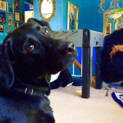 Puppypower99's profile picture. 