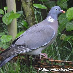 HethersettBirds's profile picture. 