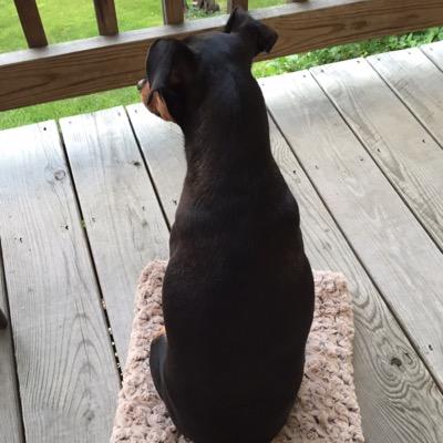 I am a Min Pin whose life was great before my humans decided to get me a little sister. And I'm obsessed with watching my next door neighbor, Jimmy.