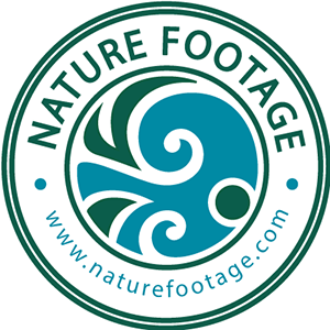 NatureFootage is the world’s leading Natural History collection featuring stock footage of Nature & Wildlife, Ocean & Underwater, and People & Adventure.