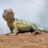 SSAR2015 (@ssar2015) 's Twitter Profile