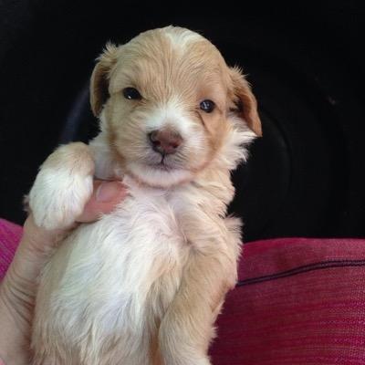 nene_paradee's profile picture. My melody