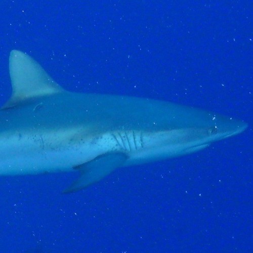 expat. scuba diving. moody. offensive. dull. compulsive flosser. not really a shark.