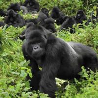 WildlifeTours Rwanda (@wildlifetoursrw) 's Twitter Profile