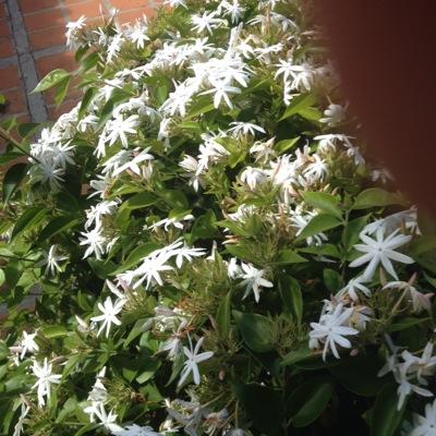 luisatbarboza's profile picture. 