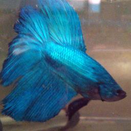 AguaVivaAcuario's profile picture. Nos dedicamos a la venta por mayor y al detalle de peces,acuarios, asesorías y accesorios de mascotas. #FishLovers