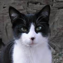 Waddon Cool Cat Profile