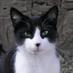 Waddon Cool Cat (@WaddonCoolCat) Twitter profile photo