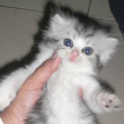 CatnissCrazy's profile picture. Sharing fun customize product and quotes