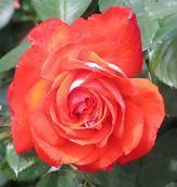 WhisperRing's profile picture. Whispers ignite passion in the soul and feed the imagination...