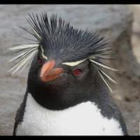 Traveling Rockhopper (@trockhopper) 's Twitter Profile