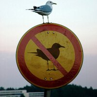 Gina Thresher (@anemone) 's Twitter Profile