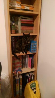 NgaireNOWSA's profile picture. 