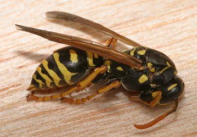 Dead Wasp Updates