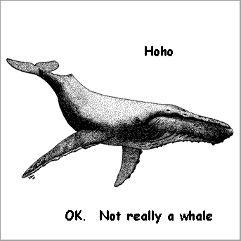 Not really a whale but if you follow me I will follow you and maybe by 2020 it'll be true???