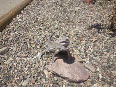 We sell, and breed snakes and other reptiles:) Message for more info