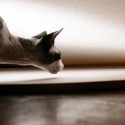 PortlandSphynx's profile picture. Hairless Cat Breeders