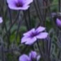 Better Days (@groovygreatness) 's Twitter Profile