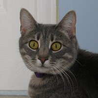 Mitzi Hollis - @Mitzi_the_cat Twitter Profile Photo