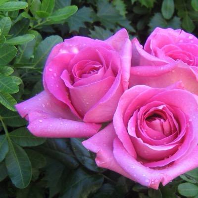 Azzah_lkk's profile picture. اعشق الشعر بجنون