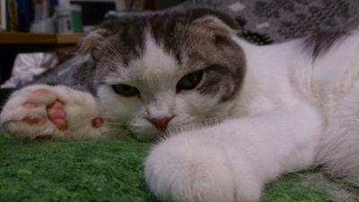 しらたまあずき Mitutosimogi1 Twitter しらたまあずき Mitutosimogi1 Twitter