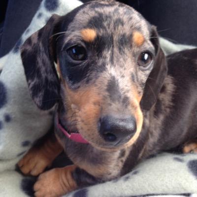 I'm a silver dapple dachshund with a love of laps, snuggles and sleeping.