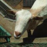 矢樹純@『彼女たちの牙と舌』5/28発売 (@yagi_jun) 's Twitter Profile Photo