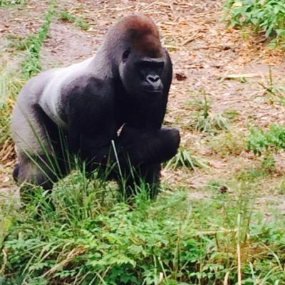 Seffffffffff's profile picture. Surely no other twitter handle has 10 Fs in the name