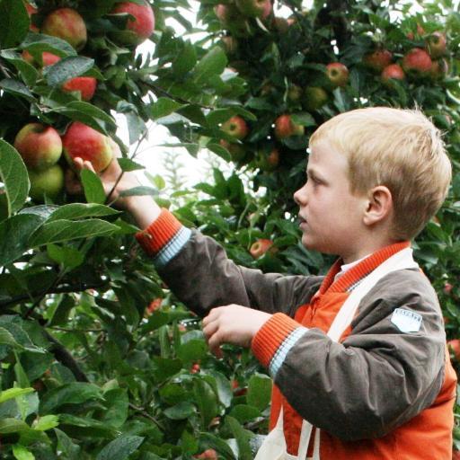 Pluk zelf uw appels!! Op zaterdag 16 september is het weer Landelijke Appelplukdag op diverse fruitbedrijven.