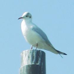 reo_ss's profile picture. 人畜無害な社会人のフリした荒ぶるクマ。日々のつれづれを呟きます。カモメは仮の姿。文房具好き。コーヒー党。漫画も小説も好き。RT多め。